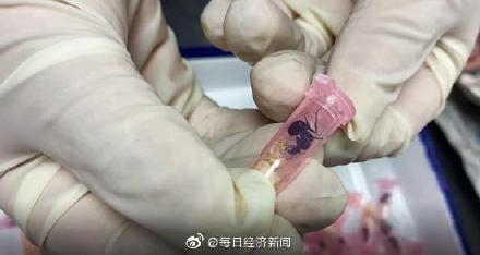 上海海关查货406只活体蚂蚁，包裹申报名为“牙科耗材”-2.jpg