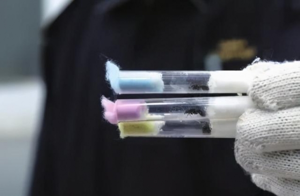 看完头皮发麻！上海海关查获406只活体蚂蚁！这也能当宠物养？-10.jpg