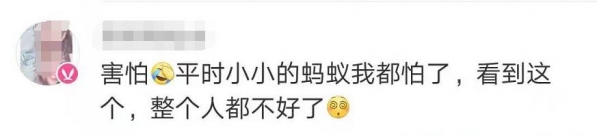 头皮发麻！上海海关查获406只活体蚂蚁，每只体长2厘米！还真有人拿它们当宠物？-2.jpg