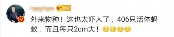 头皮发麻！上海海关查获406只活体蚂蚁，每只体长2厘米！还真有人拿它们当宠物？-4.jpg