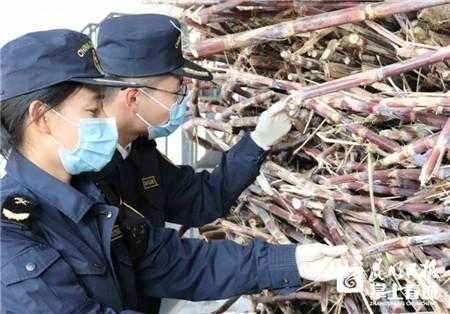 价值2.56亿元 春节期间全省口岸进出口农产品6.21万吨-2.jpg