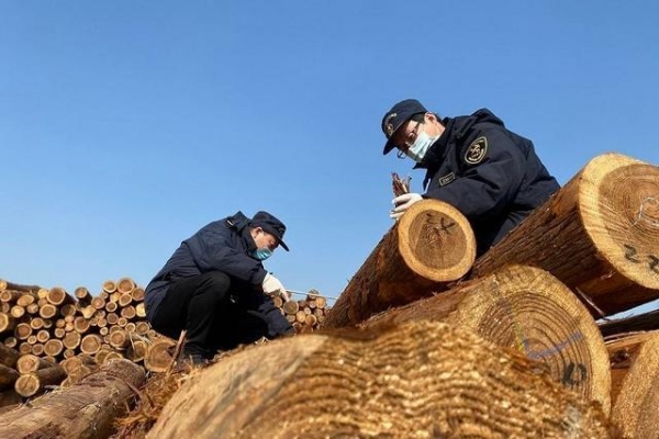 常州海关对一批进境原木进行检疫-1.jpg