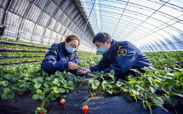 海关立报立检，东港草莓出口“秒通关”-2.jpg