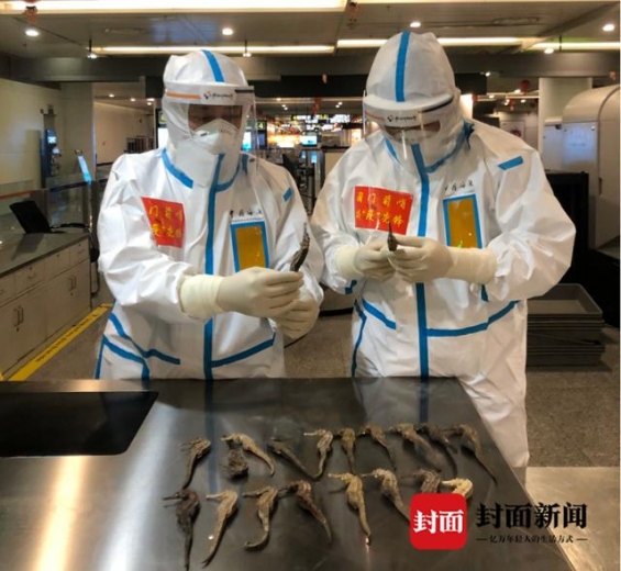 成都海关在入境旅客行李中查获海马干190克-1.jpg