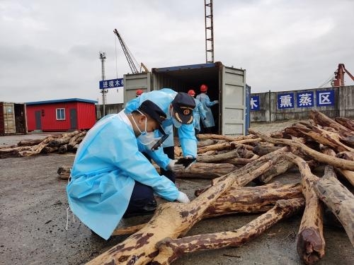 中山港海关快速验放檀香紫檀原木38吨-2.jpg