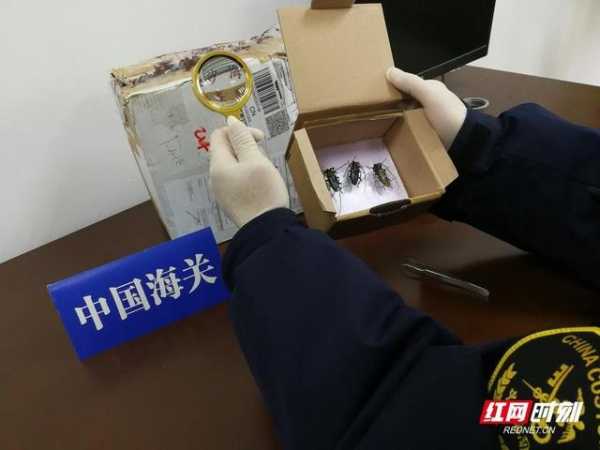 “我在国门捉虫子”长沙邮局海关截获邮寄入境天牛标本-1.jpg