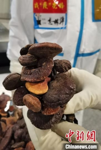 成都：旅客从柬埔寨回国携带1.6公斤野生干灵芝被海关查获-1.jpg