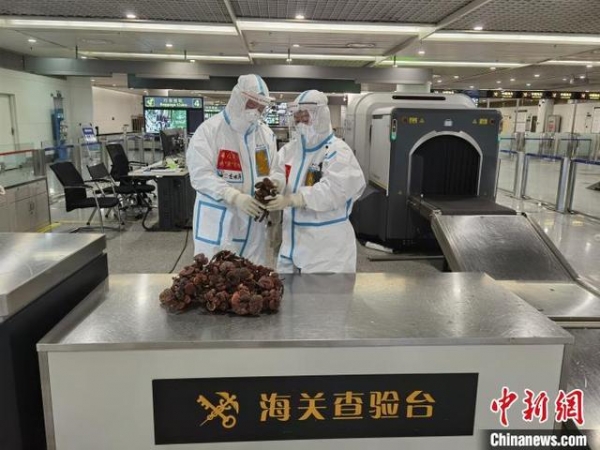 成都：旅客从柬埔寨回国携带1.6公斤野生干灵芝被海关查获-2.jpg
