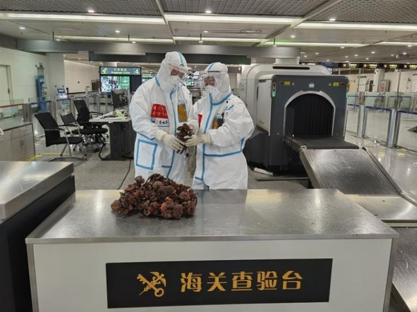 采“蘑菇”的大男人，背着一个大书包 成都海关：抓住-1.jpg