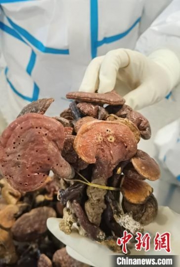 成都：旅客从柬埔寨回国携带1.6公斤野生干灵芝被海关查获-2.jpg