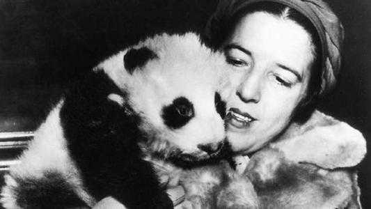 这个女人将活体大熊猫走私出中国，海关登记：随身携带哈巴狗一只-8.jpg