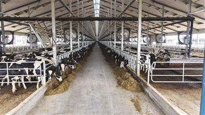 海拉尔海关释放减免税红利 全力支持奶业基地建设-1.jpg