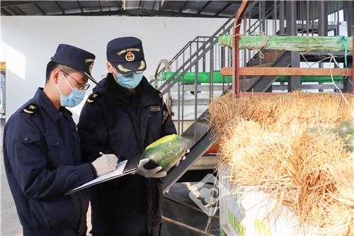 昆明海关：缅甸西瓜进口回暖 同比增长80.86%-1.jpg