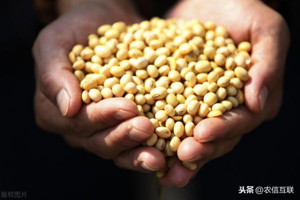 海关：1-2月进口大豆减少！二季度即将“缺豆”？中国大豆涨价-1.jpg