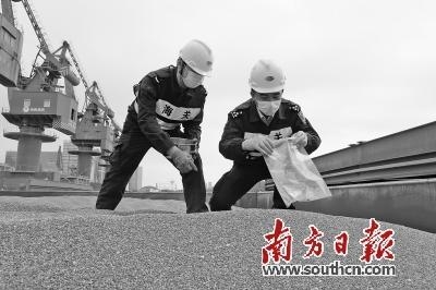 蛇口海关快速验放 7.35万吨进口高粱-1.jpg