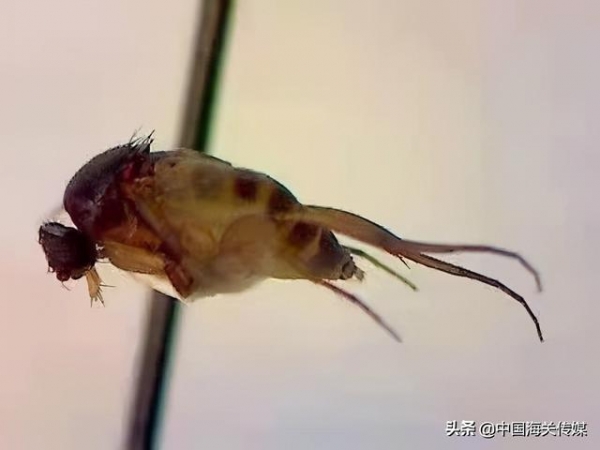 天津海关在进境空置集装箱中截获活体病媒生物-3.jpg