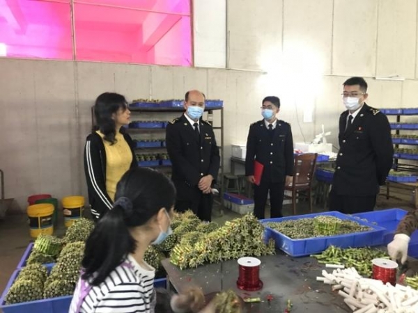 纾难解困！湛江海关帮扶出口富贵竹企业渡难关-1.jpg
