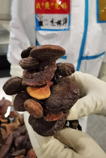 成都海关截获1.6千克野生干灵芝-3.jpg