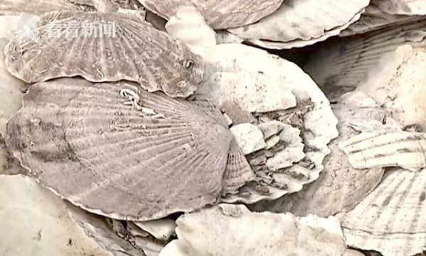 1423余吨“扇贝壳”散发异味 海关一查竟是洋垃圾-2.jpg