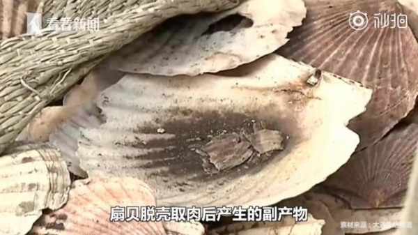 1423余吨“扇贝壳”散发异味 海关一查全是洋垃圾-3.jpg
