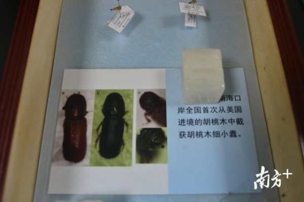 佛山海关驻南海办事处牵头制定进口木材检测新方法，7月起全国实施-2.jpg