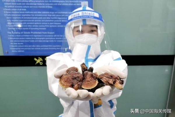 大连周水子机场海关查获3株违规入境干灵芝-1.jpg