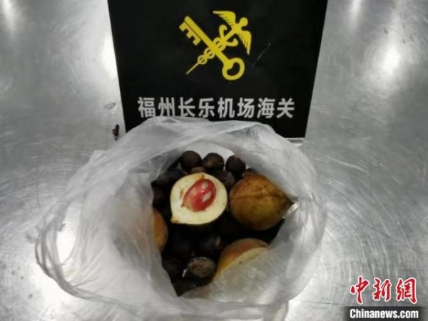 福州长乐机场海关首次在旅检渠道截获肉豆蔻种子-1.jpg