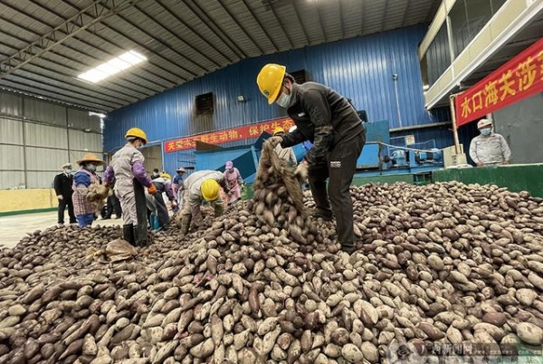水口海关对32吨涉嫌走私入境的紫薯进行无害化处理-1.jpg