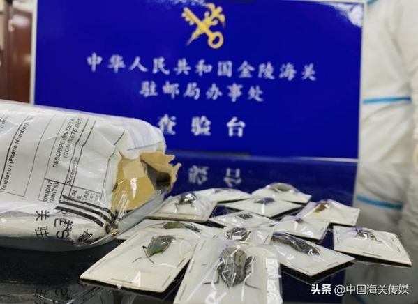 南京海关截获密封保存的66头昆虫标本-1.jpg