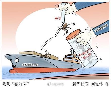 江苏南通海关截获剧毒棕色寡妇蛛-1.jpg