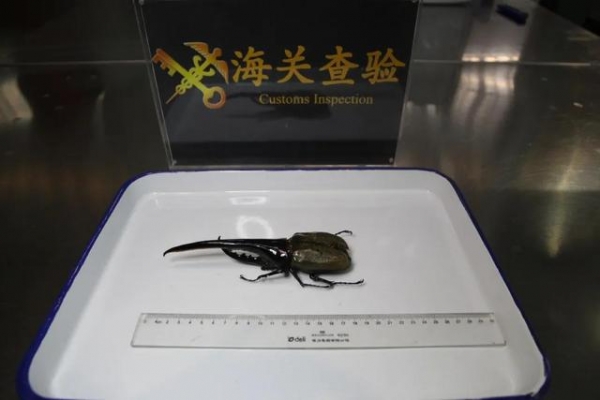 贵阳海关查获一只19.5厘米巨型甲虫 力量极大-2.jpg
