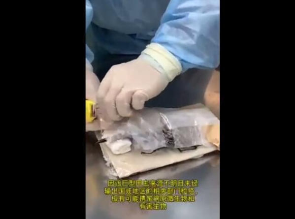 贵阳海关查获一只19.5厘米巨型甲虫 力量极大-3.jpg