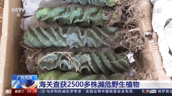 没有进出口出入证 这些濒危野生植物禁止出境-2.jpg