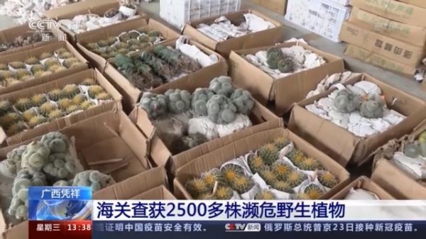 没有进出口出入证 这些濒危野生植物禁止出境-3.jpg