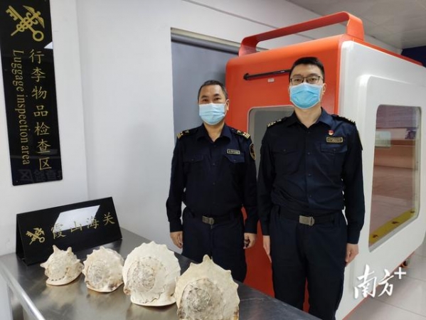 湛江海关查获国家二级保护野生动物唐冠螺4个-1.jpg