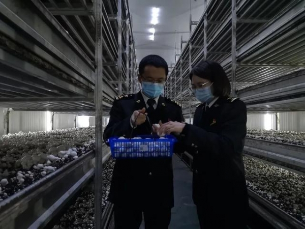 海关精心服务助力双孢菇全产业链发展-4.jpg