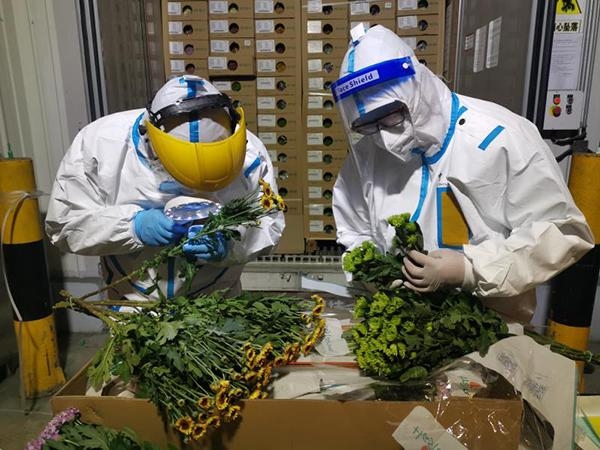 清明将至6万支菊花进口 上海外港海关高效验放-1.jpg