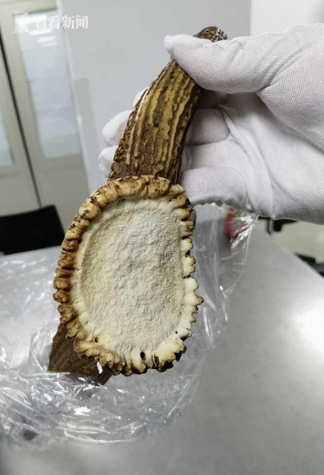 上海邮局海关查获国家二级重点保护野生动物马鹿鹿角1对-3.jpg