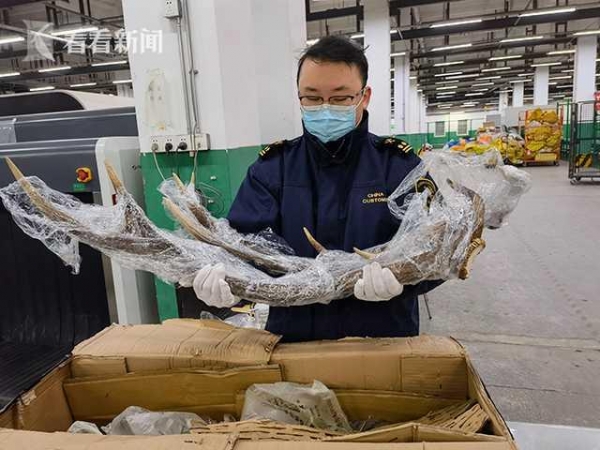 上海邮局海关查获国家二级重点保护野生动物马鹿鹿角1对-4.jpg