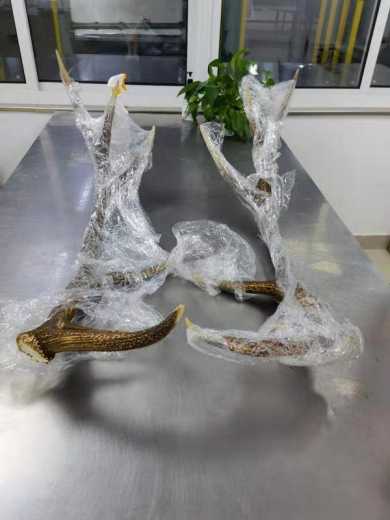 一对马鹿鹿角“招摇”入沪！上海邮局海关当即扣留-2.jpg