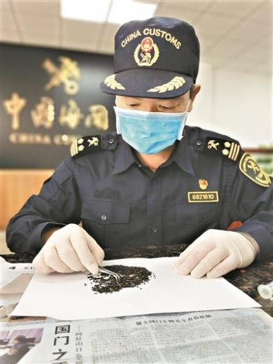 江门海关捉虫“老黄牛”-1.jpg
