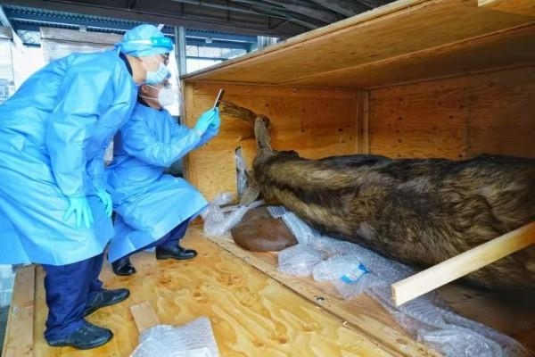 上海海关：驼鹿、美洲狮等9件大型珍稀动物标本便利化验放入境-1.jpg
