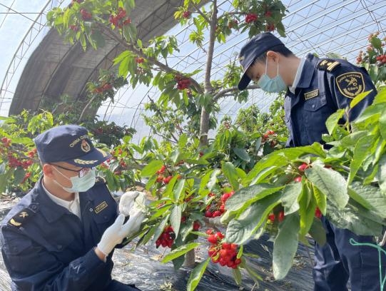 大连海关助力樱桃抢“鲜”东南亚-2.jpg