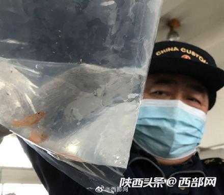 发现12尾鱼及鱼卵！西安海关首次截获活体观赏鱼-1.jpg