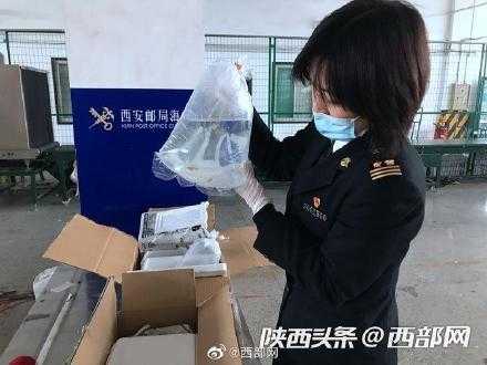 发现12尾鱼及鱼卵！西安海关首次截获活体观赏鱼-2.jpg