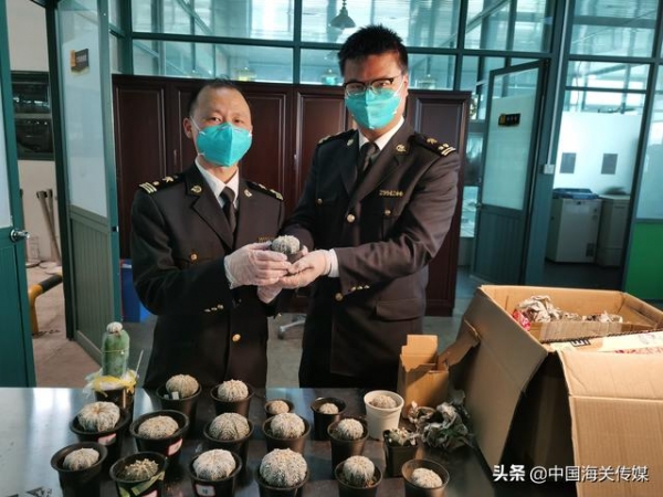 濒危仙人掌进境须“持证”-2.jpg