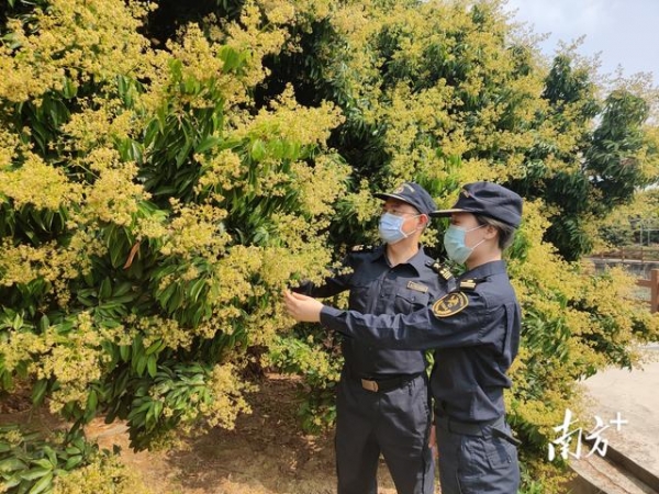 荔枝花开满枝头 湛江海关为企业送“蜜”-1.jpg