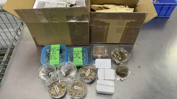 筑牢国门生物安全防线 北京海关截获境外邮寄活体甲虫13只-2.jpg
