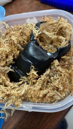 筑牢国门生物安全防线 北京海关截获境外邮寄活体甲虫13只-3.jpg