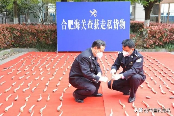 【国门利剑2021】合肥海关缉私局破获一起高鼻羚羊角走私案-2.jpg